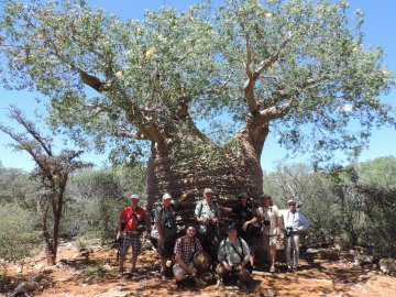 newevent/2019/07/Adansonia rubrostipa_'Mother of Baobab'.JPG